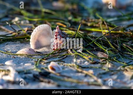 Le conchiglie e le alghe sulla spiaggia - close up Foto Stock