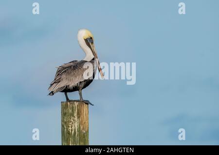 Pellicano Bruno si siede su un post Foto Stock