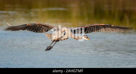 Airone blu vola su un lago in Florida Foto Stock