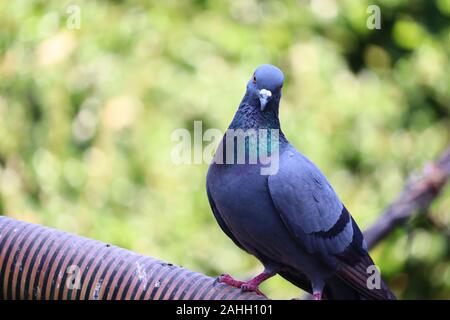 Close up colpo alla testa di belle corse di velocità colomba pigeon bird Foto Stock