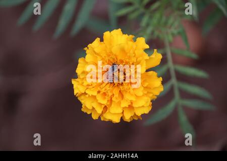 Dettaglio di honeybee in latino Apis mellifera, europeo o western honey bee seduta sul giallo tagete Foto Stock