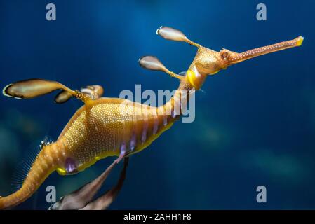 Weedy sea dragon (Phyllopteryx taeniolatus) al Georgia Aquarium di Atlanta, Georgia. (USA) Foto Stock