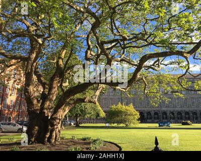 L'antico albero con luce solare soffusa cresce nei terreni del Trinity College di Dublino, Irlanda. Foto Stock