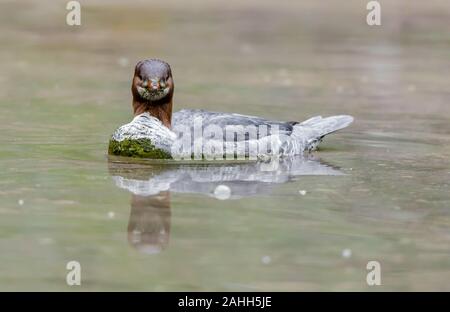 Common Merganser femmina o maschio immaturo trampolieri. Foto Stock