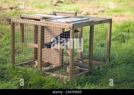 LARSEN TRAP utilizzato per il controllo dei numeri di corvidi (cornacchie), considerati come nocivi o 'vermin' da gioco gestita estates. Live uccello esca utilizzata. Legale. Foto Stock