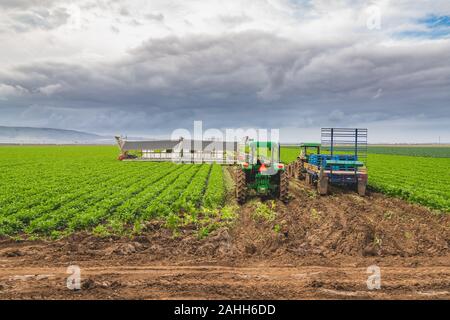 Campo agricolo di sedano impianti e macchine agricole Foto Stock
