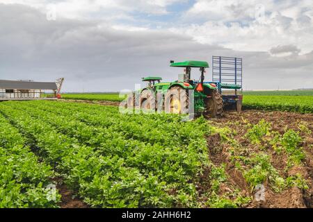Campo agricolo di sedano impianti e macchine agricole Foto Stock