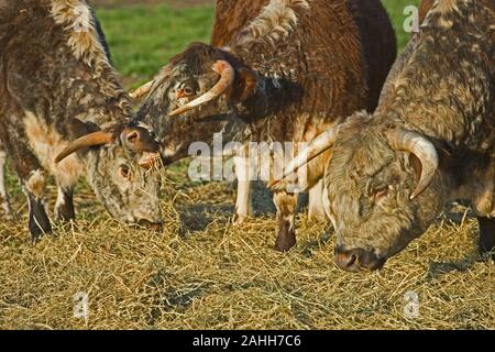 Inglese LONGHORN Bovini (Bos taurus). Mangiare inverno supplementari di cibo, fieno. Bull, destra; vacche a sinistra. Foto Stock