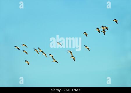 Rosa-footed oche (Anser brachyrhynchus). Matassa inizio spirale verso il basso prima di atterrare. Foto Stock
