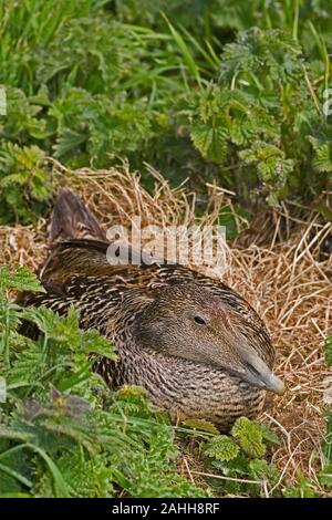 EIDER EUROPEA (Somateria mollissima mollissima) incubare una frizione di uova nel nido. Isole farne, Northumberland. In Inghilterra. Foto Stock