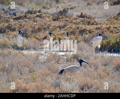 White ibis uccelli nel sole del mattino nell'outback australiano vicino a Mildura Foto Stock