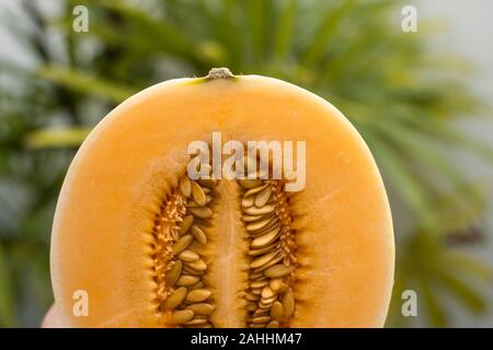 Dolci fresche melone arancione con un albero di palma sullo sfondo. Utile e ricco di vitamine il cibo. Vegetariani. Foto Stock