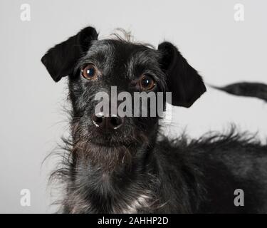 Jackapoo (croce tra un Poodle in miniatura o Toy e un Jack Russell Terrier) nero, 20 mesi, maschio, Regno Unito Foto Stock