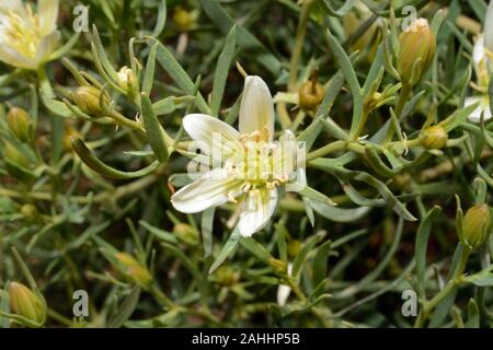 Peganum harmala (wild rue) è diffuso su gran parte di Eurasia e Africa del nord di solito cresce in suoli salini. Foto Stock