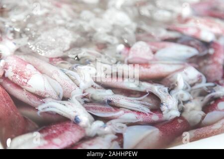 Gruppo di calamari messo in acqua con ghiaccio per vendere al mercato Foto Stock