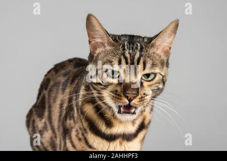 Sibilo Cat. Foto Stock