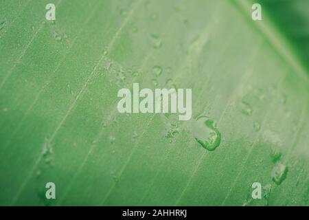 Goccia di acqua su verde foglia di banano dal tempo di alba Foto Stock
