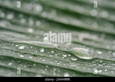 Grande goccia d'acqua sulla foglia verde dal tempo di alba Foto Stock