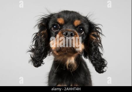 Cavalier King Charles Spaniel (15 settimane di nero e marrone chiaro), Regno Unito. Foto Stock