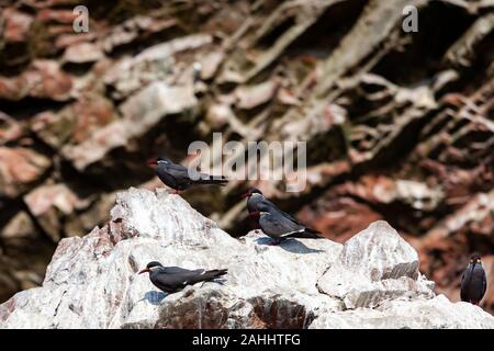 Gli uccelli di Tern Inca sull isola di Isole Ballestas di Paracas entro nelle Isole Ballestas in Paracas parco nazionale,Perù. Close up. Foto Stock