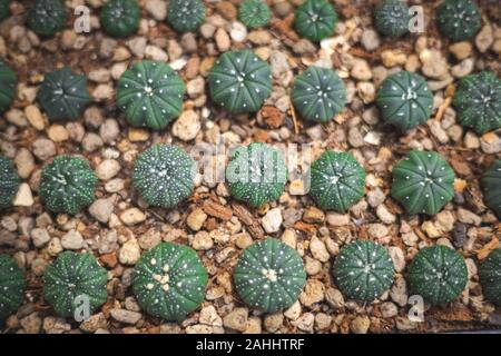 Molti piccoli cactus che crescono sul pavimento di pietra nel modello di riga Foto Stock