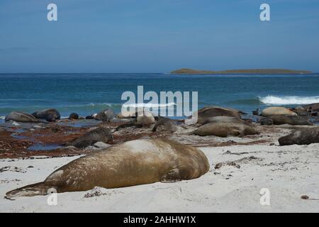 Il gruppo di allevamento di Elefante marino del sud (Mirounga leonina) con appena nati cuccioli sdraiato su una spiaggia a Sea Lion Island nelle isole Falkland. Foto Stock