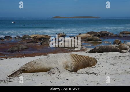 Il gruppo di allevamento di Elefante marino del sud (Mirounga leonina) con appena nati cuccioli sdraiato su una spiaggia a Sea Lion Island nelle isole Falkland. Foto Stock