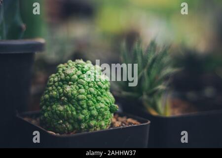 Pelle di rospo simile cacatus sulla pentola con un altro in una fattoria Foto Stock