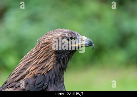 Steinadler, Aquila chrysaetos, Golden Eagle Foto Stock