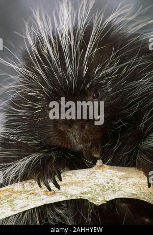 Porcupine (Erethizon dorsatum) Quehanna area selvaggia, Moshannon la foresta di stato, Pennsylvania. Foto Stock