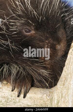 Porcupine (Erethizon dorsatum) Quehanna area selvaggia, Moshannon la foresta di stato, Pennsylvania. Foto Stock