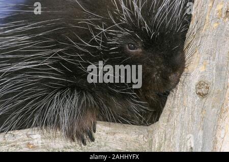 Porcupine (Erethizon dorsatum) Quehanna area selvaggia, Moshannon la foresta di stato, Pennsylvania. Foto Stock