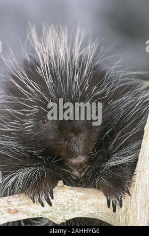 Porcupine (Erethizon dorsatum) Quehanna area selvaggia, Moshannon la foresta di stato, Pennsylvania. Foto Stock