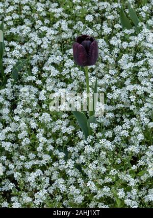 Il tulipano viola scuro, tulipano 'Regina della Notte', piantato con bianco Dissolt-me-Not, Myosotis. Centro di Zagabria, Croazia. Foto Stock