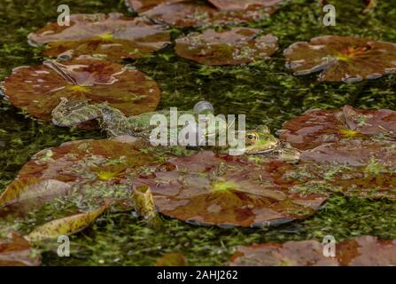 Marsh rane, Pelophylax ridibundus, nella stagione riproduttiva, nel laghetto in giardino coltivato tra ninfee. La Croazia. Foto Stock