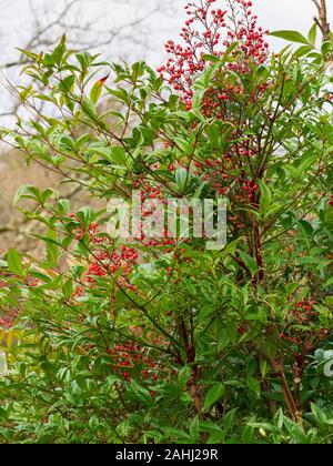 Frutti di bosco invernale tra le foglie sempreverdi di hardy celeste, bambù Nandina domestica Foto Stock