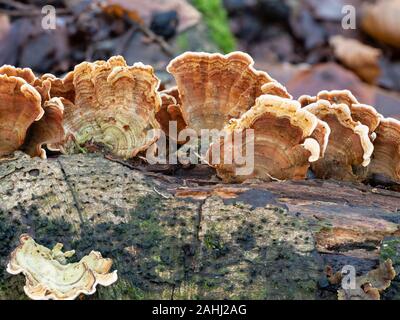 Ventole colorate della staffa turkeytail fungo, Trametes versicolor, su un argento betulla log in UK woodland Foto Stock