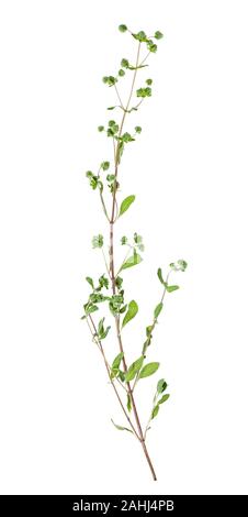 Ramoscello con boccioli di maggiorana fresca (Origanum majorana) herb isolati su sfondo bianco Foto Stock