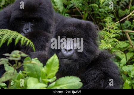 Un gruppo i gorilla di montagna, Beringei beringei, nel Parco Nazionale dei Vulcani, Ruanda Foto Stock