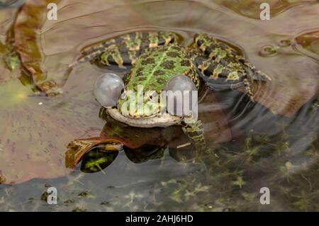 Rana di palude, Pelophylax ridibundus, chiedendo in stagione riproduttiva, nel laghetto in giardino coltivato tra ninfee. La Croazia. Foto Stock