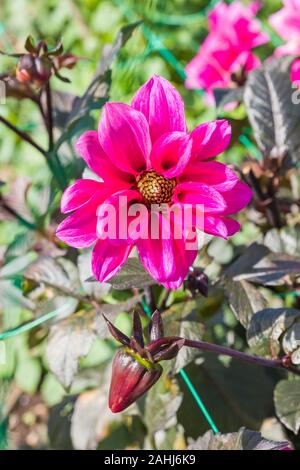 Semi-doppio Dahlia Fasciination fioritura contro bronzo scuro fogliame in autunno nel Regno Unito Foto Stock