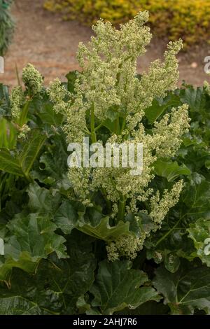 Una specie di rabarbaro, Rheum rhabarbarum; uno dei genitori di coltivare il rabarbaro. In coltivazione, dalla Cina. Foto Stock