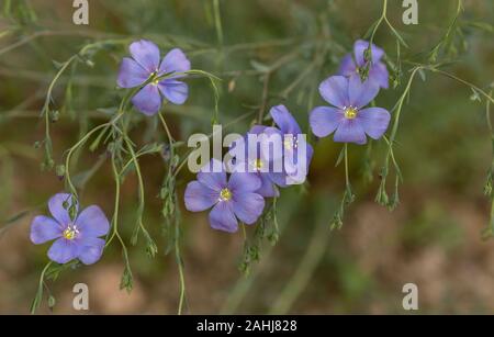 Lino, Linum usitatissimum, comune di lino, semi di lino, nella coltivazione. Foto Stock