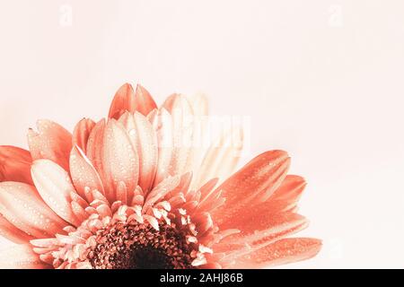 Messa a fuoco selettiva di una bella macro astratta di un color corallo Gerbera Margherita con gocce di acqua su uno sfondo luminoso. Copia dello spazio per il tuo testo. Parte superiore Foto Stock