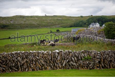 Il pascolo di bestiame in un campo dietro un muro di pietra su un giorno d'estate in Irlanda Foto Stock