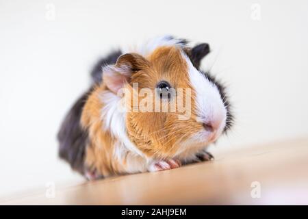 La cavia con 3 colori mix - Guarda la fotocamera e sedetevi su una sedia in studio il tono di colore bianco Foto Stock