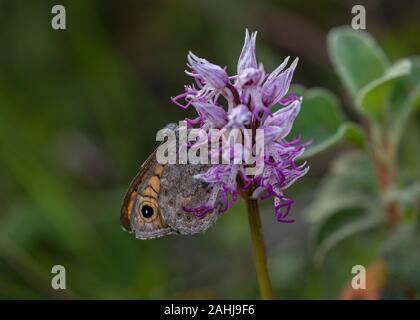 Parete farfalla marrone, Lasiommata megera su Orchide omiciattolo, Orchis simia. La Croazia. Foto Stock