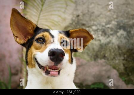 Cane sorridente con il bianco, arancione e macchie nere che giace nel giardino naturale Foto Stock