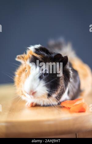 La cavia con 3 colori mix - di fronte alla telecamera e sedetevi su una sedia con qualche carota in studio Foto Stock