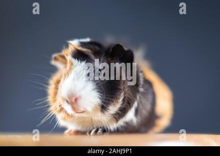 La cavia con 3 colori mix - seduto su una sedia con qualche carota in studio quindi guardare fotocamera Foto Stock